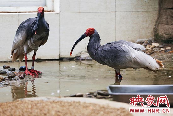 國家一級保護鳥類朱鹮