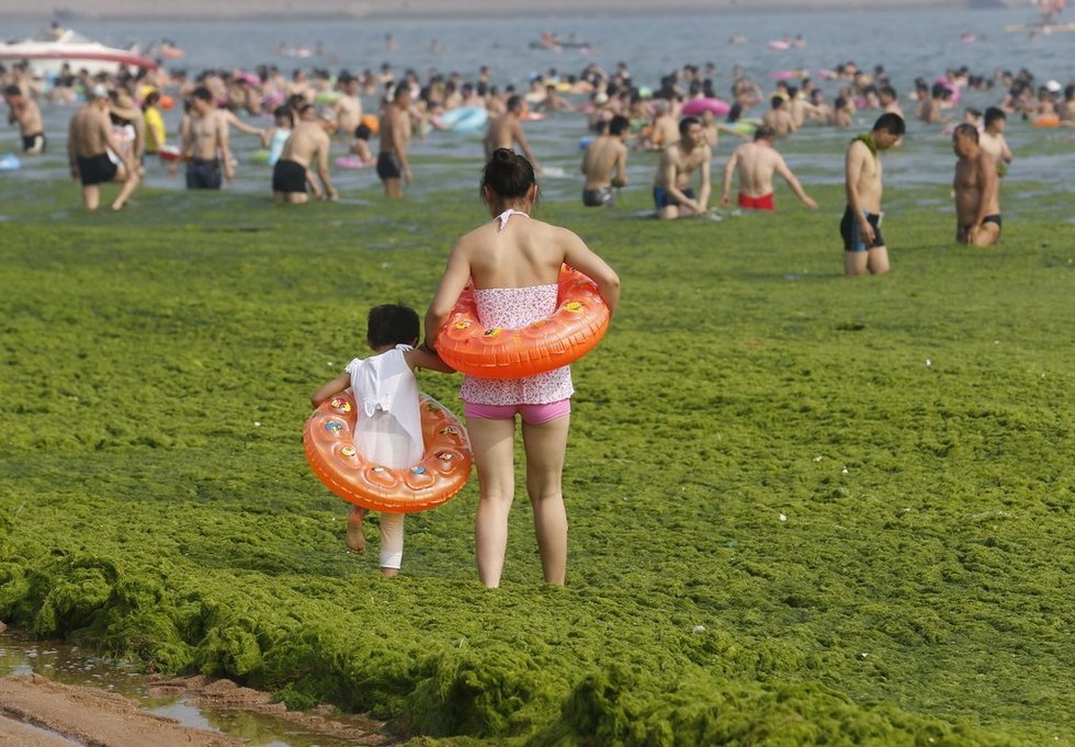 青島市民無視滸苔