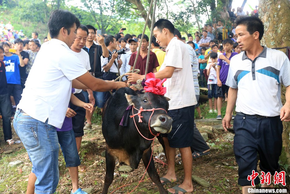 村民給黃牛套上繩索，準備進行儀式。 譚凱興 攝