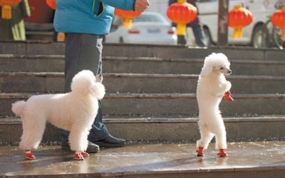 2013年2月1日,紅蓮廣場(chǎng)上,一位狗主人牽著兩只小狗散步。未來小狗出行有望佩戴“免疫證”。新京報(bào)記者 薛珺 攝