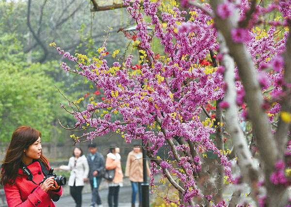 細(xì)嗅早春花香 鄭州覓春攻略