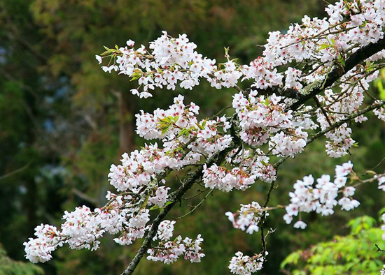 3月尋春記 賞櫻浪漫游