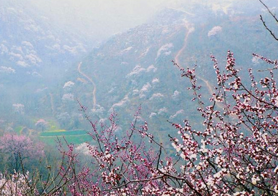 河南賞杏花:春色滿園關(guān)不住 一枝紅杏出墻來(lái)