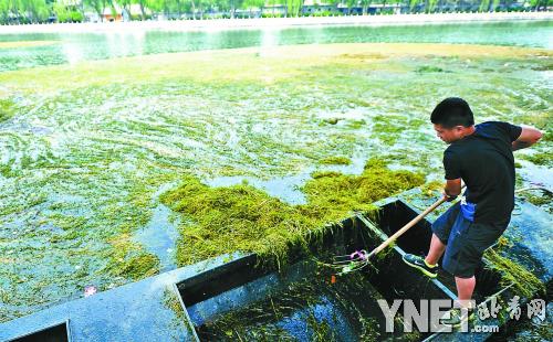  北京什剎海景區(qū)清理綠浮萍 為游船開辟航道