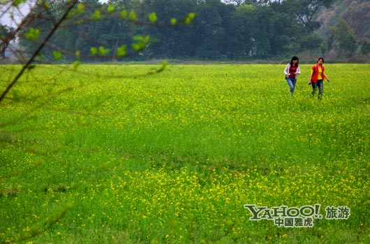 　　英德國家森林公園是廣東唯一的油菜花主題旅游景區(qū)。(圖片來源:CFP)