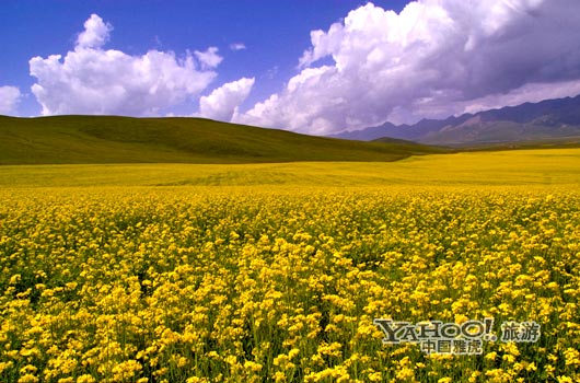 　　青海門源的油菜花景色甚為壯觀,十足的西部風(fēng)味。(圖片來源:CFP)