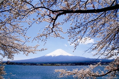 　　幸福就是和愛人坐在日本櫻花樹下,肩并肩看看遠方的富士山