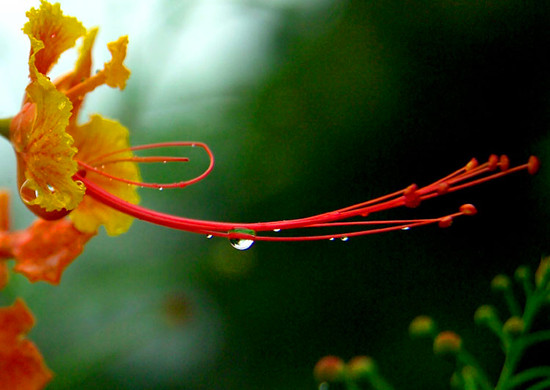 春城無(wú)處不飛花 昆明雨