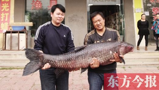 周口市民在信陽(yáng)釣到80多斤重青魚