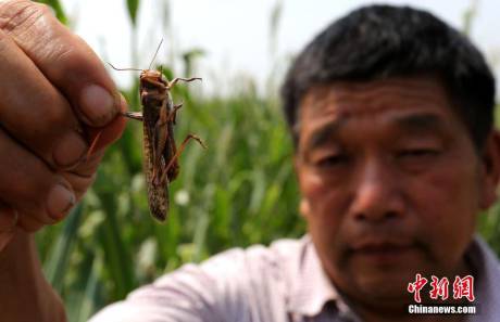 河南大量蝗蟲蠶食玉米 河南大量蝗蟲蠶食玉米