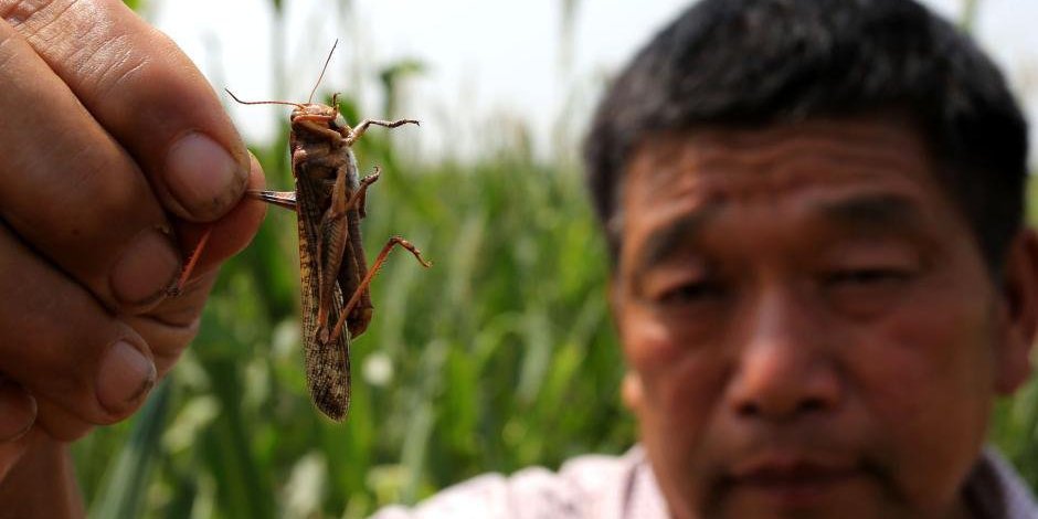 河南大量蝗蟲蠶食玉米 河南大量蝗蟲蠶食玉米