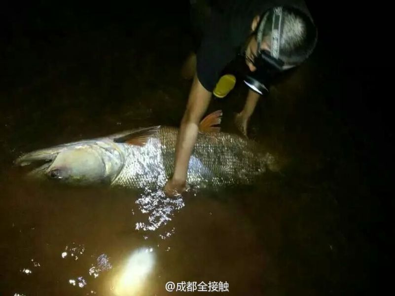 圖為父子倆發(fā)現(xiàn)大魚(yú)。