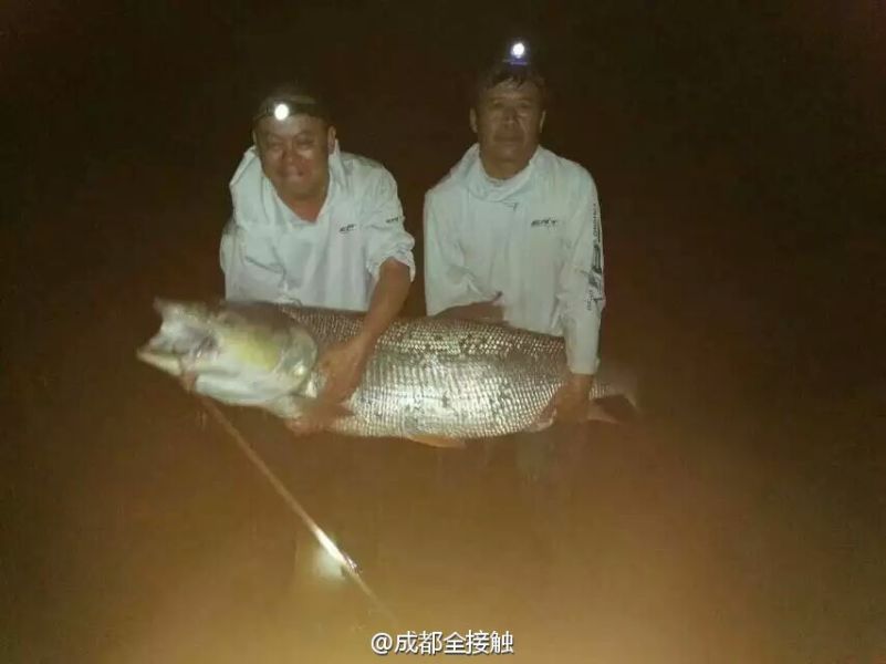 　圖為大魚(yú)需要兩個(gè)人抱起。
