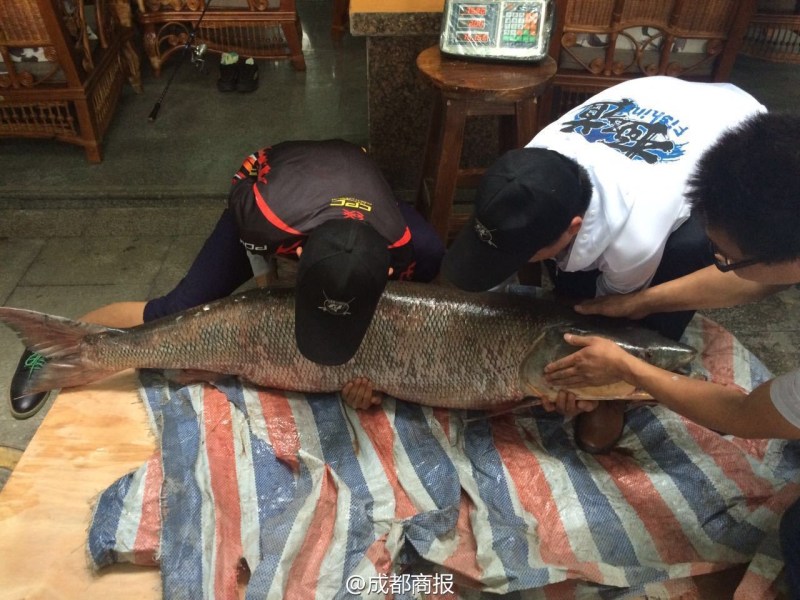 圖為父子倆翻動(dòng)大魚(yú)。