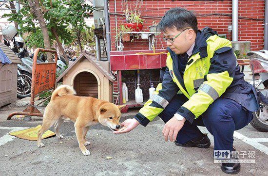 圖中這只柴犬生性好動，逢人就搖起臀部及尾巴