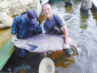 河南水庫(kù)捕到147斤重大青魚(yú)，長(zhǎng)1.76米。