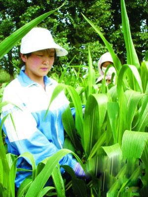 孫女考出好成績(jī) 花甲奶奶奔波籌學(xué)費(fèi)