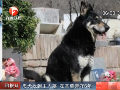 忠犬自己找到主人墳?zāi)?在其旁守護6年