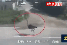 實拍鴕鳥車流中狂奔與車賽跑 腳底生風引路人尖叫