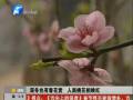 孟州大棚內(nèi)深冬開春花 朵朵桃花爭(zhēng)奇斗艷