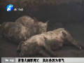 家畜大面積死亡 真的是因?yàn)槎練猓? title=