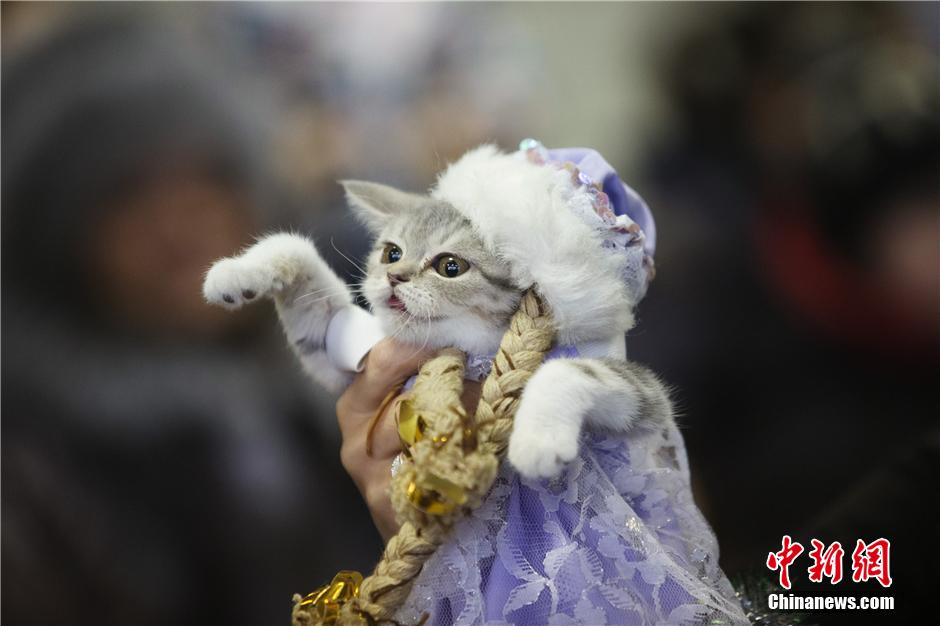 2014秋季明斯克貓咪展：喵星人穿奇裝異服爭寵
