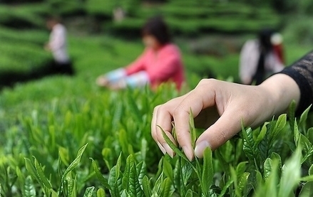 春季想挖野菜去哪里 鄭州采挖線路圖攻略